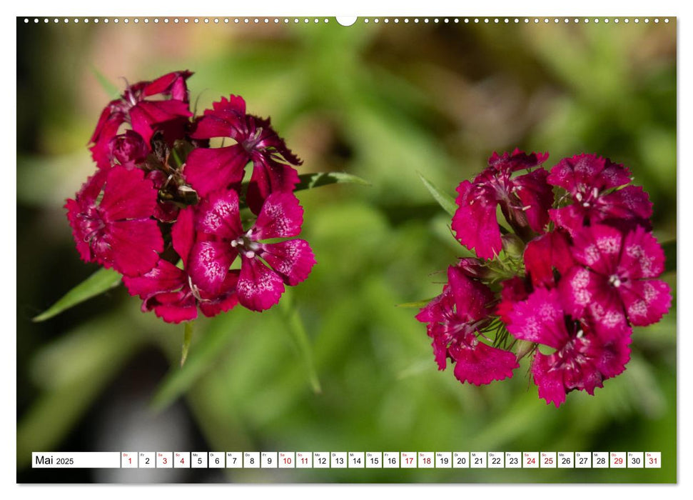 Blütenzauber - Traumhafte Farben der Natur (CALVENDO Wandkalender 2025)