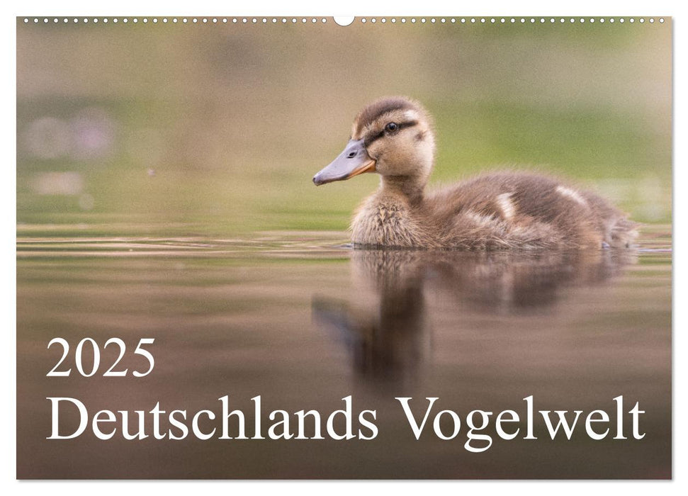 Deutschlands Vogelwelt (CALVENDO Wandkalender 2025)