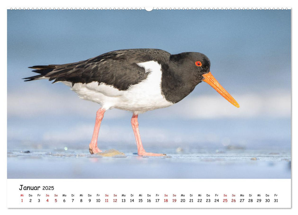 Deutschlands Vogelwelt (CALVENDO Wandkalender 2025)