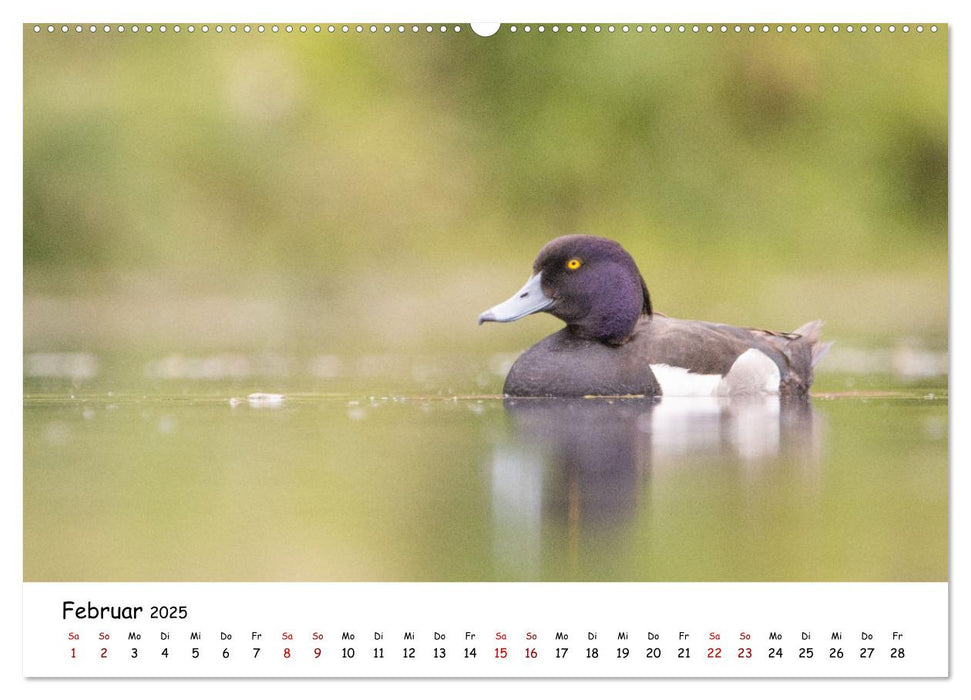 Deutschlands Vogelwelt (CALVENDO Wandkalender 2025)