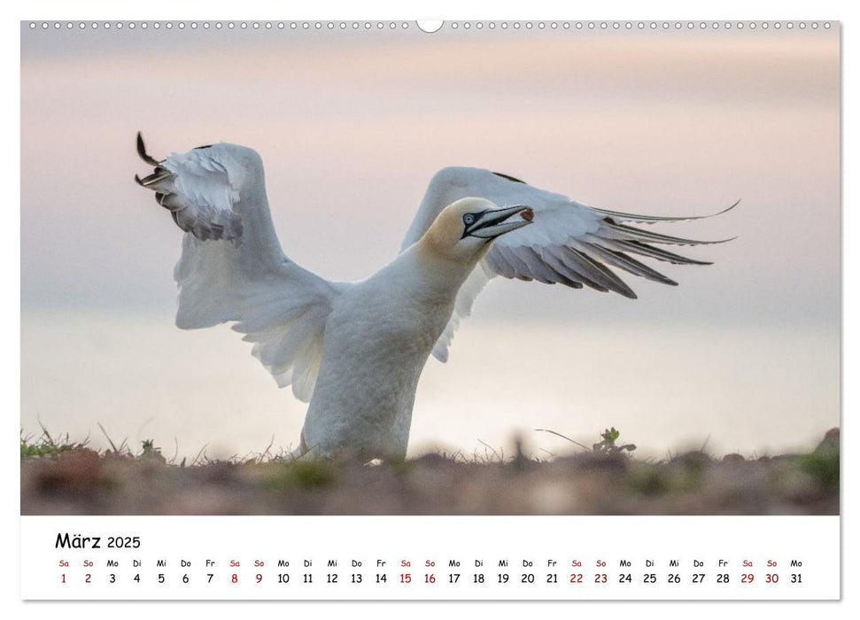 Deutschlands Vogelwelt (CALVENDO Wandkalender 2025)