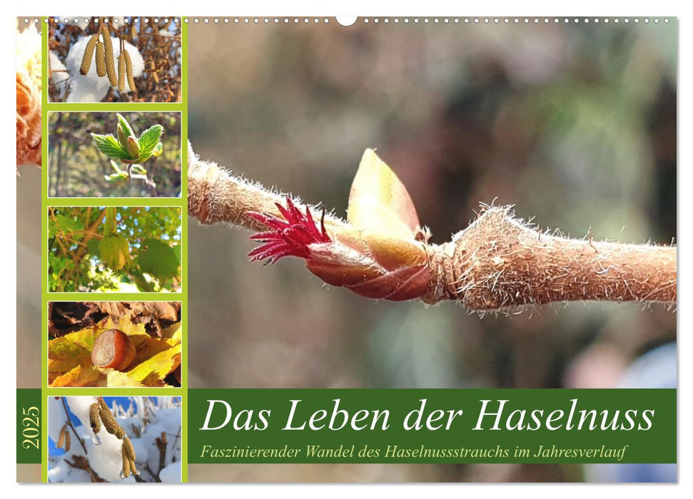 Das Leben der Haselnuss (CALVENDO Wandkalender 2025)