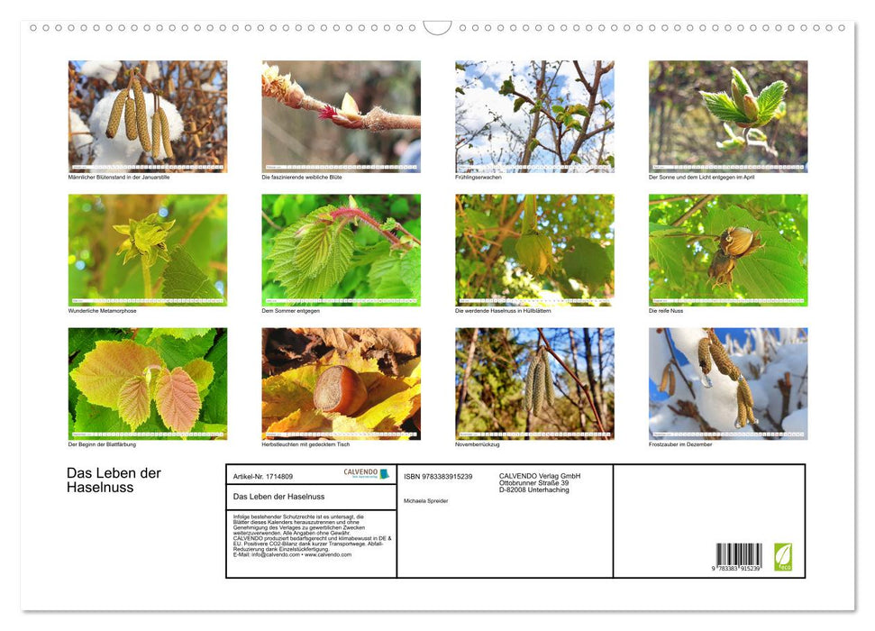 Das Leben der Haselnuss (CALVENDO Wandkalender 2025)
