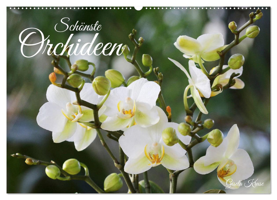 Schönste Orchideen (CALVENDO Wandkalender 2025)