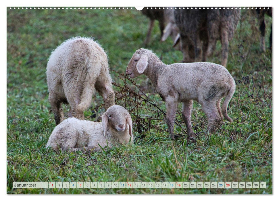 Schafe im Spessart (CALVENDO Premium Wandkalender 2025)