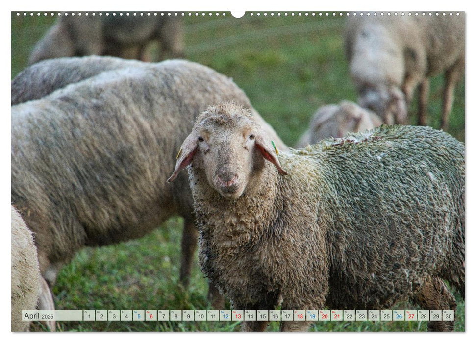 Schafe im Spessart (CALVENDO Premium Wandkalender 2025)