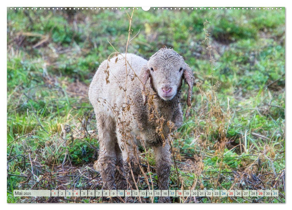 Schafe im Spessart (CALVENDO Premium Wandkalender 2025)