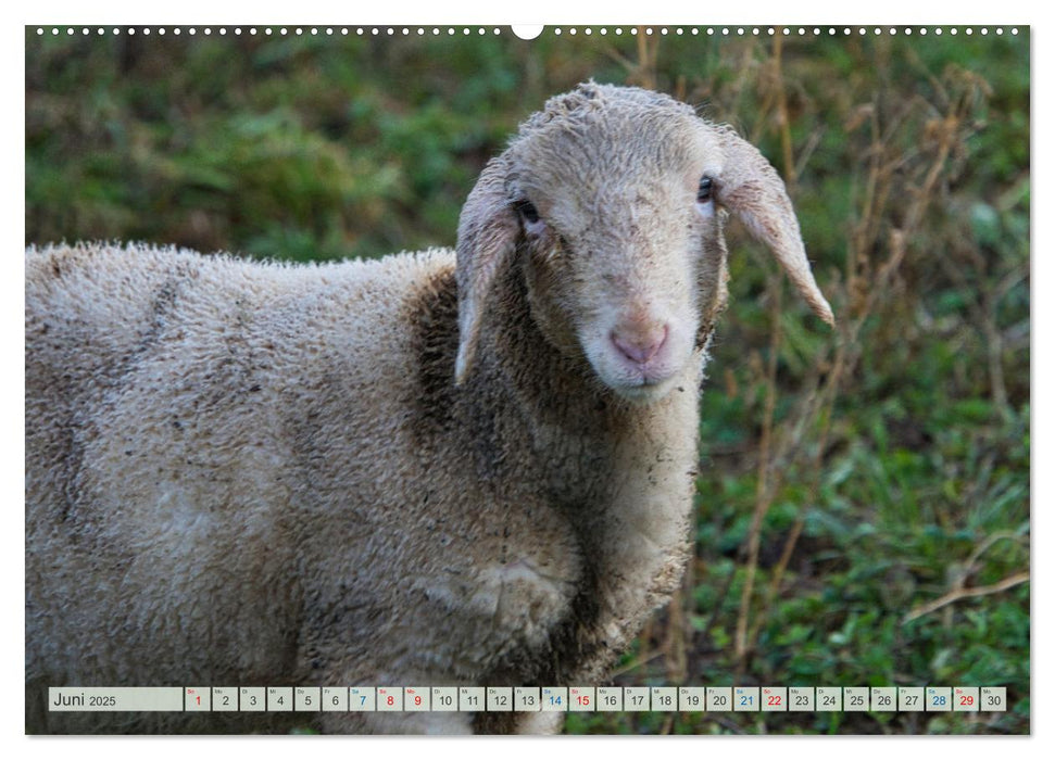 Schafe im Spessart (CALVENDO Premium Wandkalender 2025)