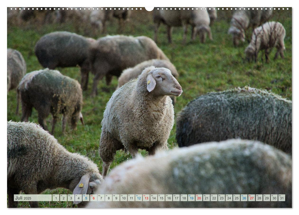 Schafe im Spessart (CALVENDO Premium Wandkalender 2025)