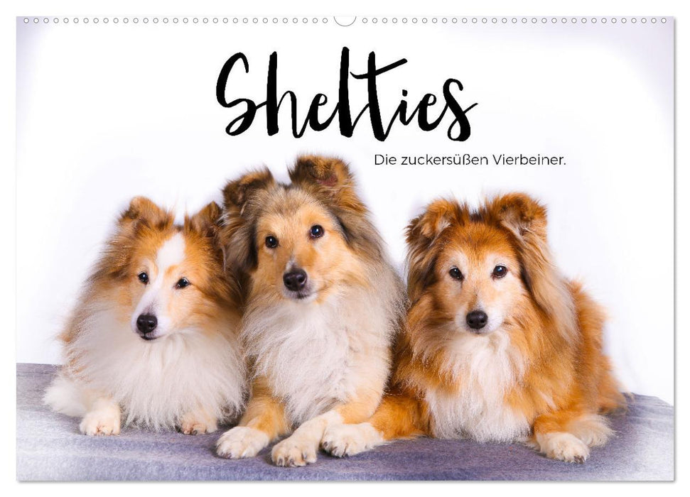 Shelties - Die zuckersüßen Vierbeiner. (CALVENDO Wandkalender 2025)