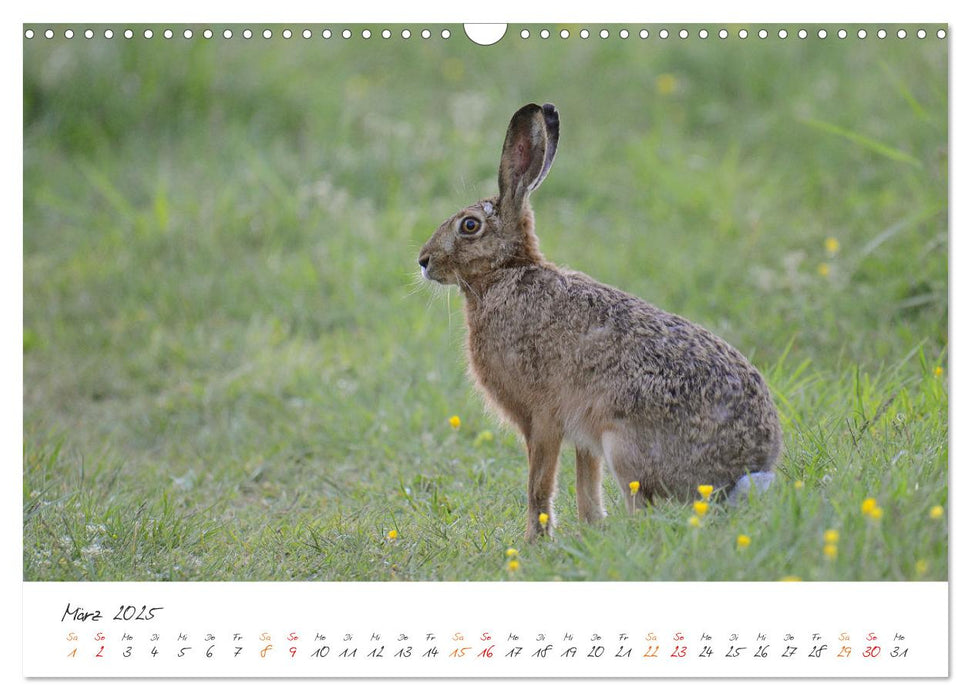 Naturfreunde, jeden Monat ein neues Tier kennen lernen. (CALVENDO Wandkalender 2025)