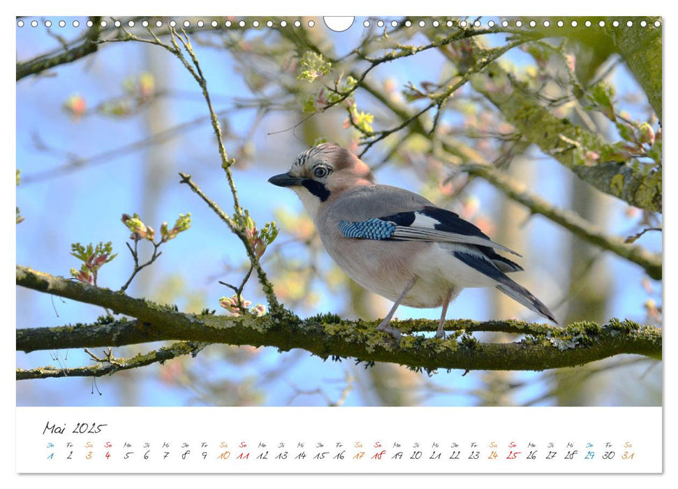 Naturfreunde, jeden Monat ein neues Tier kennen lernen. (CALVENDO Wandkalender 2025)