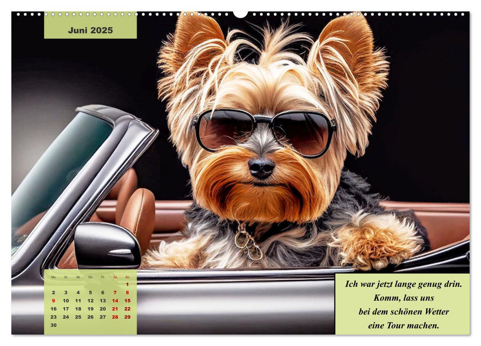 Der humoristische Yorkshire Terrier Kalender (CALVENDO Premium Wandkalender 2025)