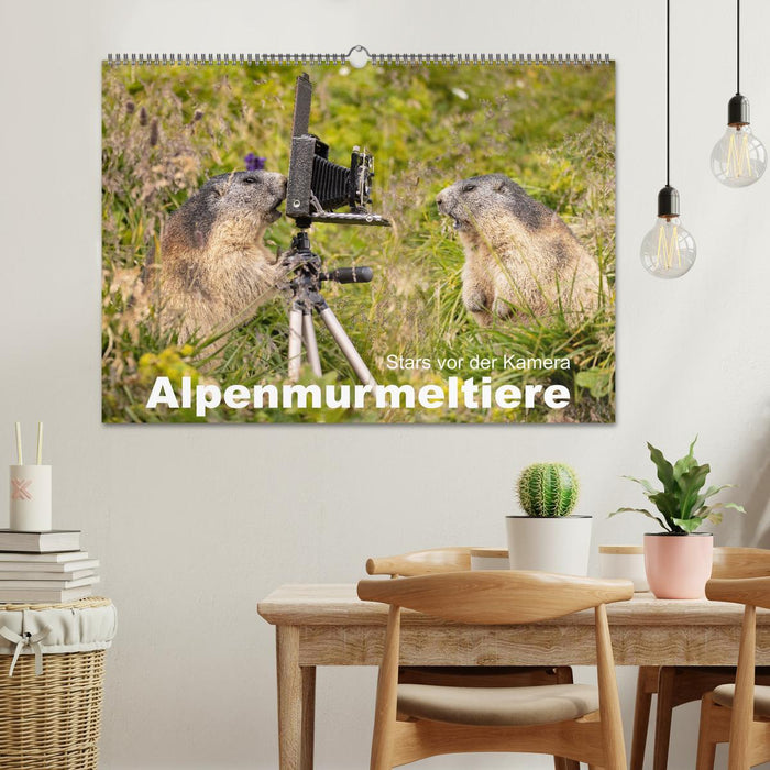 Alpenmurmeltiere - Stars vor der Kamera (CALVENDO Wandkalender 2025)