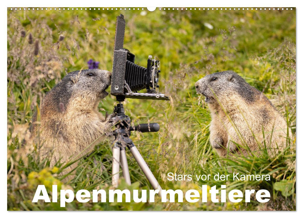 Alpenmurmeltiere - Stars vor der Kamera (CALVENDO Wandkalender 2025)