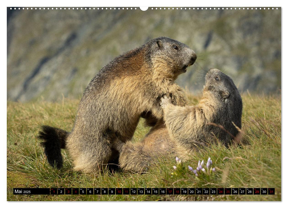 Alpenmurmeltiere - Stars vor der Kamera (CALVENDO Wandkalender 2025)