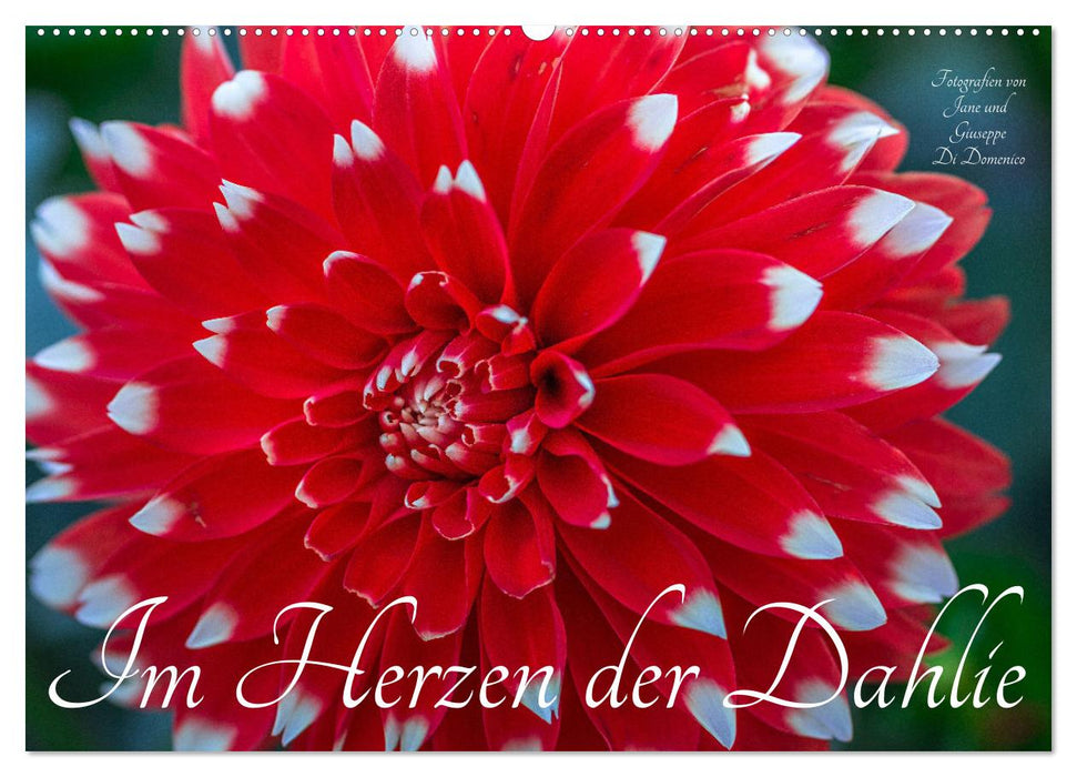 Im Herzen der Dahlie (CALVENDO Wandkalender 2025)