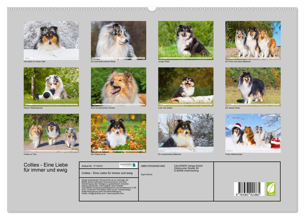 Collies - Eine Liebe für immer und ewig (CALVENDO Premium Wandkalender 2025)