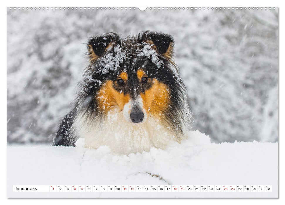 Collies - Eine Liebe für immer und ewig (CALVENDO Premium Wandkalender 2025)