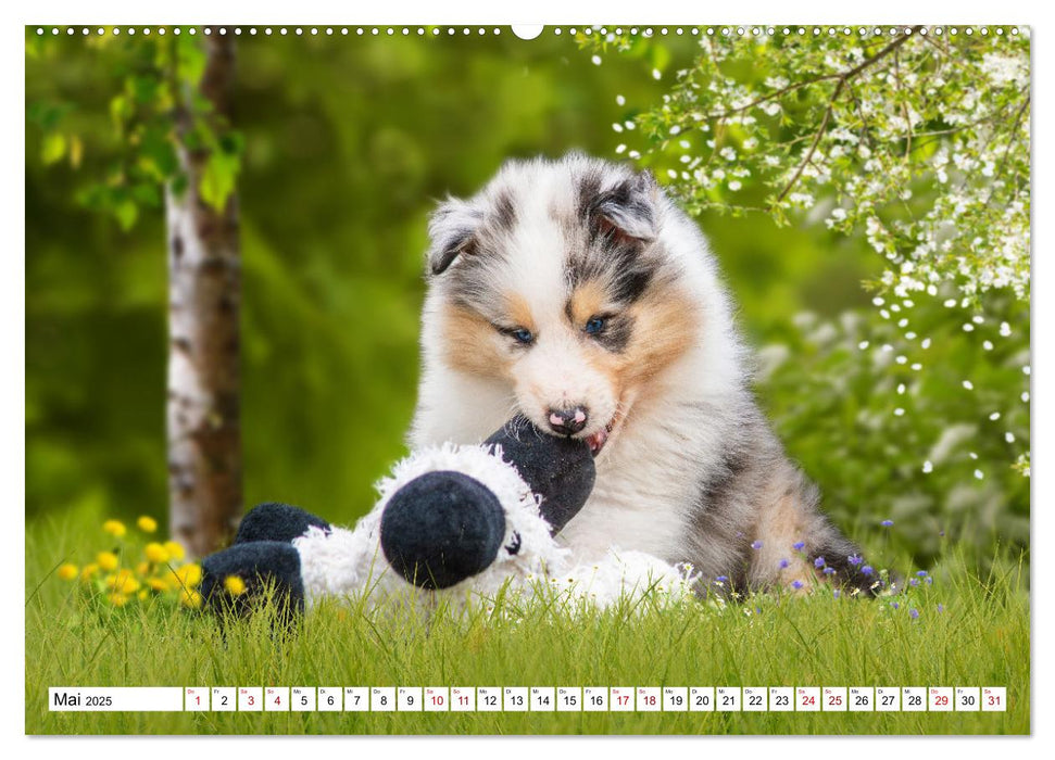 Collies - Eine Liebe für immer und ewig (CALVENDO Premium Wandkalender 2025)