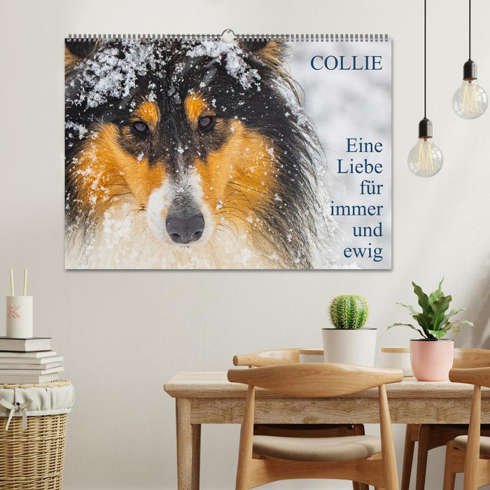 Collies - Eine Liebe für immer und ewig (CALVENDO Wandkalender 2025)