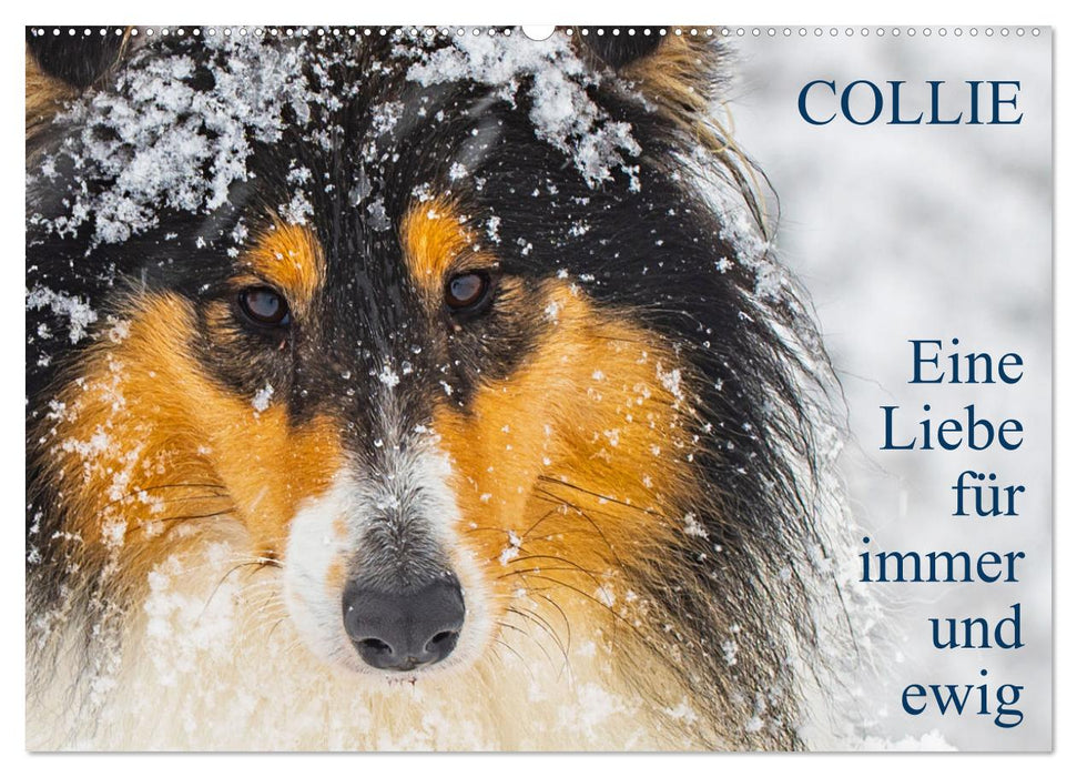 Collies - Eine Liebe für immer und ewig (CALVENDO Wandkalender 2025)