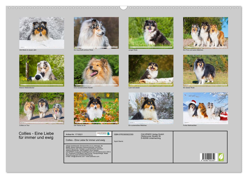 Collies - Eine Liebe für immer und ewig (CALVENDO Wandkalender 2025)