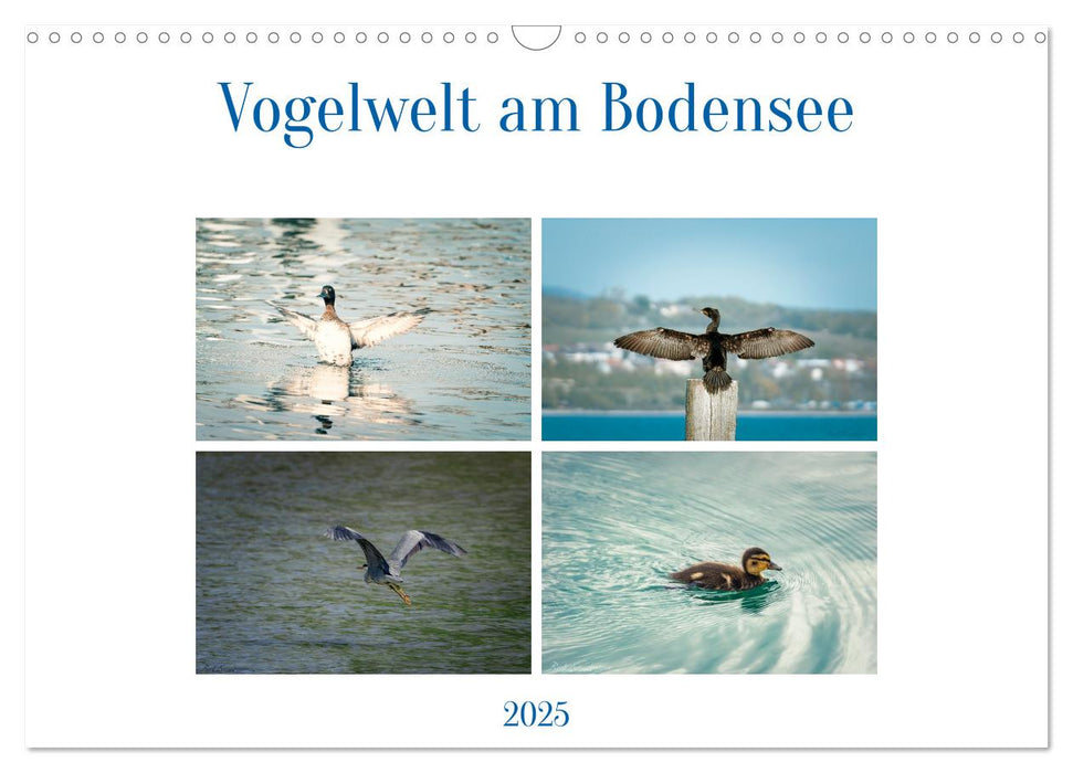 Vogelwelt am Bodensee 2025 (CALVENDO Wandkalender 2025)