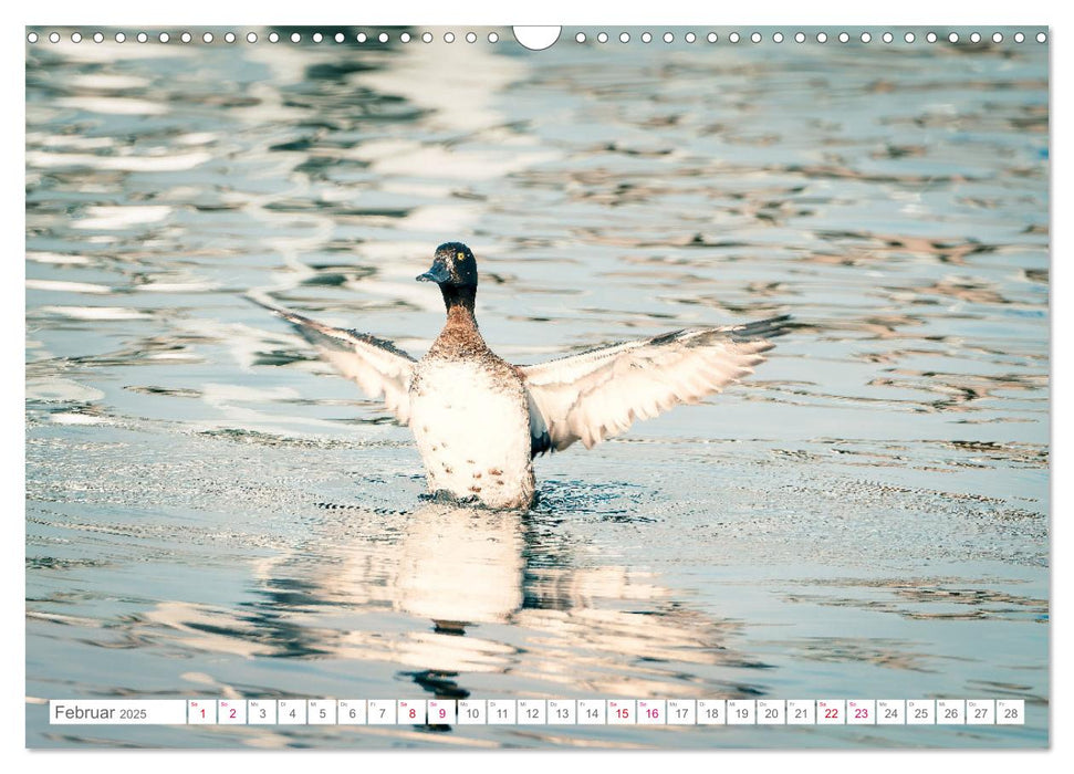 Vogelwelt am Bodensee 2025 (CALVENDO Wandkalender 2025)