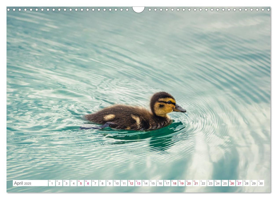 Vogelwelt am Bodensee 2025 (CALVENDO Wandkalender 2025)