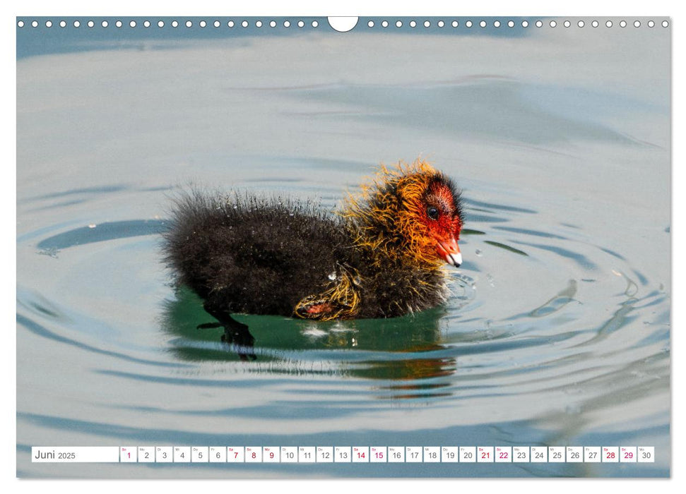 Vogelwelt am Bodensee 2025 (CALVENDO Wandkalender 2025)