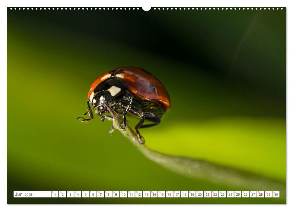 In der Natur unterwegs (CALVENDO Wandkalender 2025)