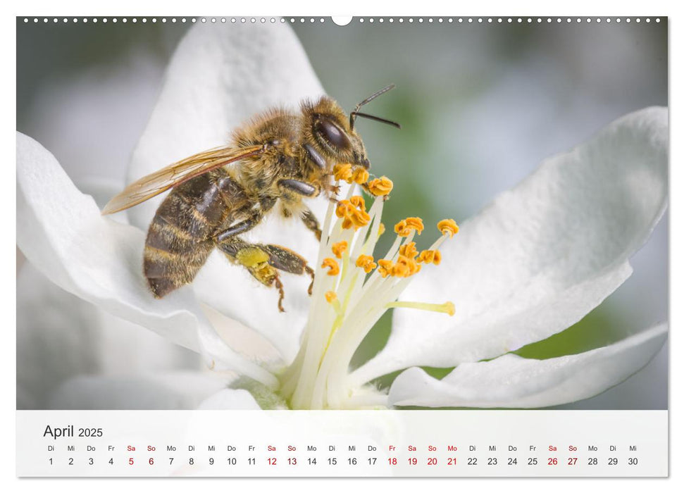 Faszination Natur Unterwegs in Südhessen (CALVENDO Wandkalender 2025)