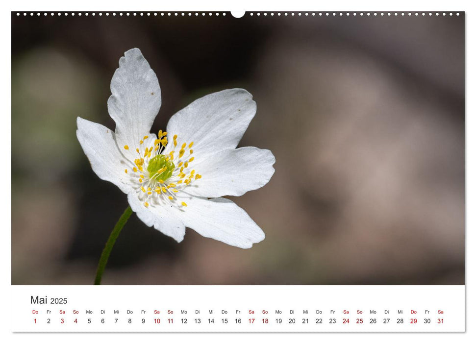 Faszination Natur Unterwegs in Südhessen (CALVENDO Wandkalender 2025)