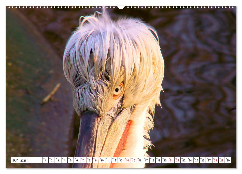 Schräge Vögel in Szene gesetzt (CALVENDO Wandkalender 2025)