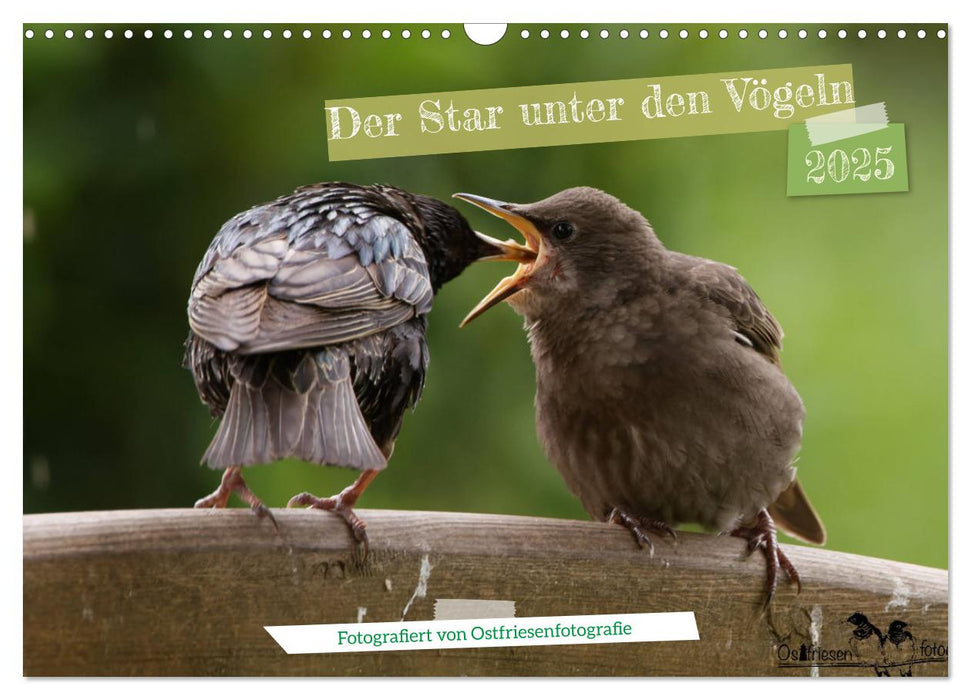 Der Star unter den Vögeln - Fotografiert von Ostfriesenfotografie (CALVENDO Wandkalender 2025)