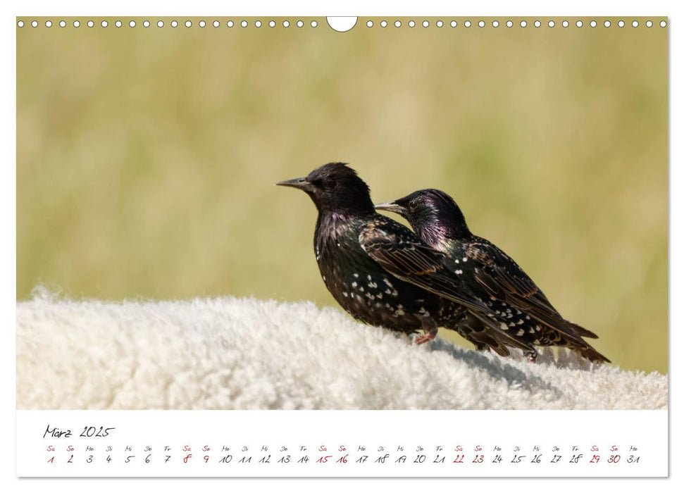 Der Star unter den Vögeln - Fotografiert von Ostfriesenfotografie (CALVENDO Wandkalender 2025)