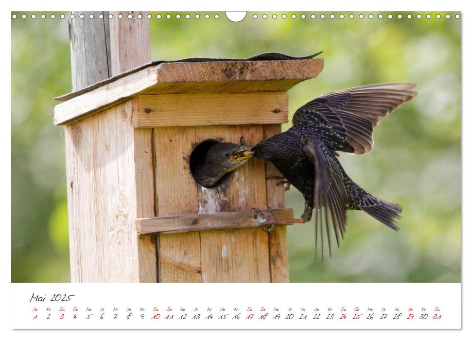 Der Star unter den Vögeln - Fotografiert von Ostfriesenfotografie (CALVENDO Wandkalender 2025)