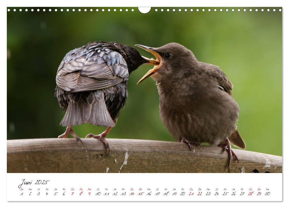 Der Star unter den Vögeln - Fotografiert von Ostfriesenfotografie (CALVENDO Wandkalender 2025)