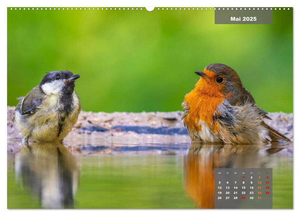 Sperlingsvögel - Die kleinen Sänger mit den großen Stimmen (CALVENDO Wandkalender 2025)