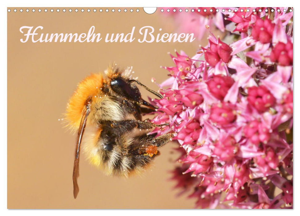 Hummeln und Bienen (CALVENDO Wandkalender 2025)