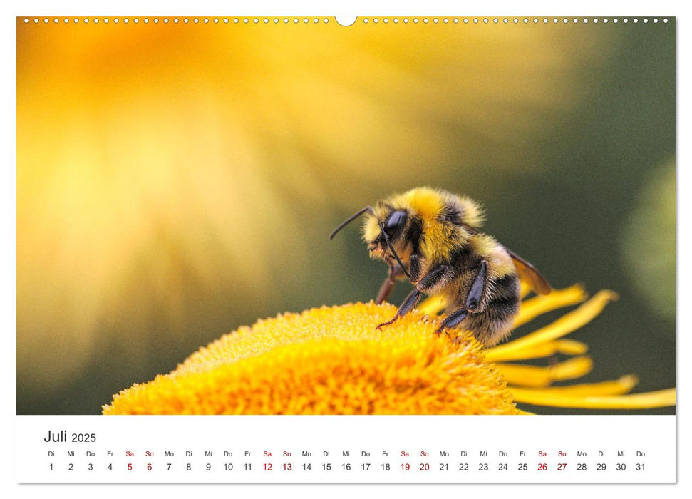 Die Welt der fleißigen Bienen (CALVENDO Premium Wandkalender 2025)