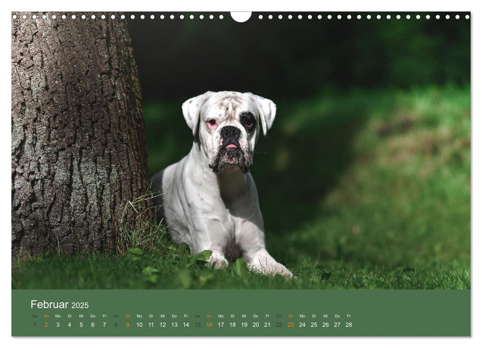 Der Boxer, der beste Hund der Welt (CALVENDO Wandkalender 2025)