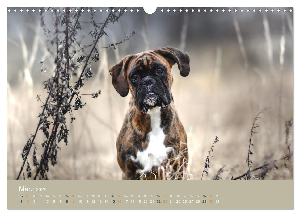 Der Boxer, der beste Hund der Welt (CALVENDO Wandkalender 2025)