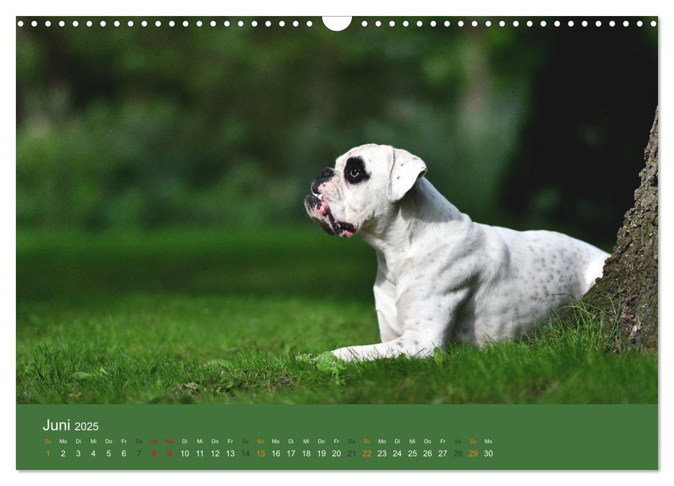 Der Boxer, der beste Hund der Welt (CALVENDO Wandkalender 2025)