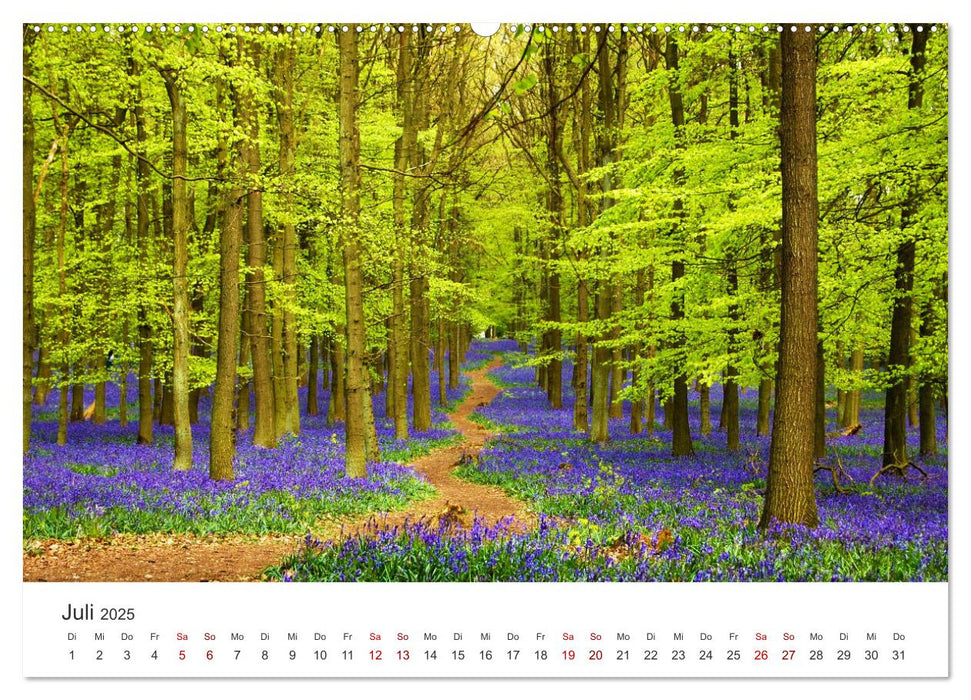 Eine Reise durch die Wälder dieser Welt (CALVENDO Premium Wandkalender 2025)