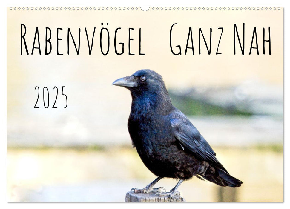 Rabenvögel - ganz nah (CALVENDO Wandkalender 2025)