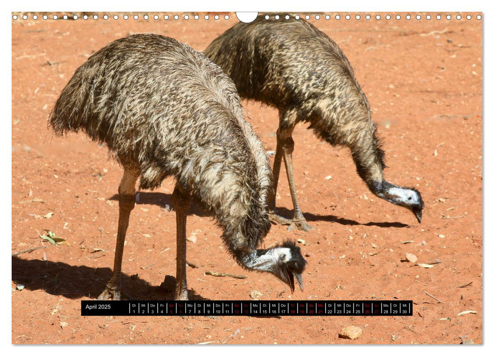 Faszination Australien - Welt der Vögel (CALVENDO Wandkalender 2025)