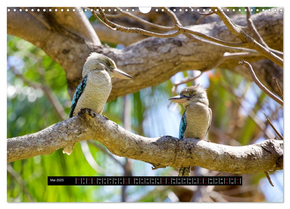 Faszination Australien - Welt der Vögel (CALVENDO Wandkalender 2025)