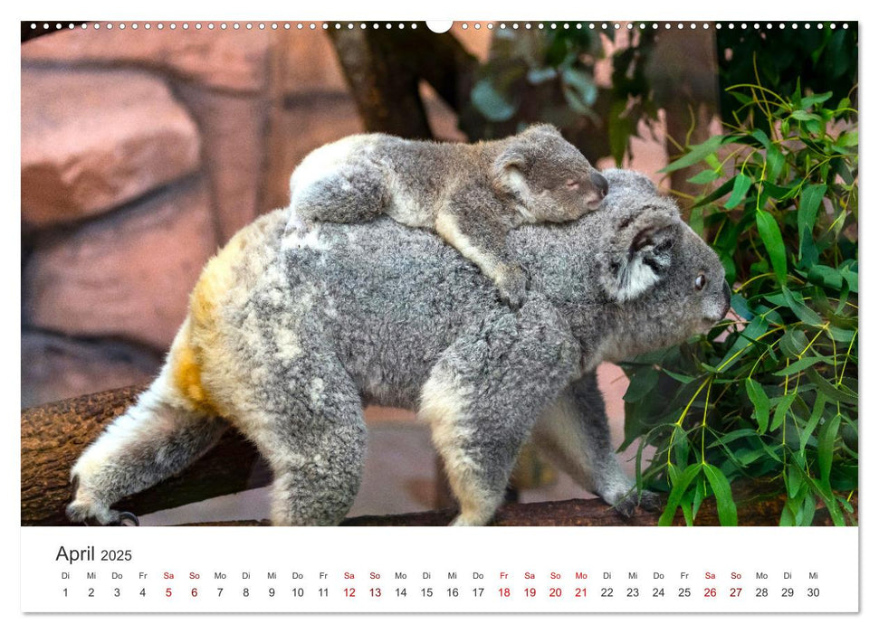 Knuffige Koalabären (CALVENDO Premium Wandkalender 2025)